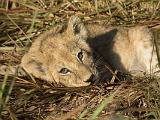 Africa 269 : Africa, Animal, Botswana, Lion, Mammal, Mombo, Okavango